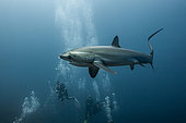 Pelagic Thresher Shark, Alopias pelagicus, Malalpascua Island, Cebu, Philippines