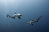 Pelagic Thresher Shark, Alopias pelagicus, Malalpascua Island, Cebu, Philippines