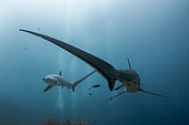 Pelagic Thresher Shark, Alopias pelagicus, Malalpascua Island, Cebu, Philippines