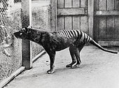 Tasmanian tiger (Thylacinus cynocephalus) at Hobart Zoo around 1933. This is one of the few existing photos showing the animal alive
