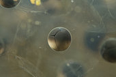 Grass frog (Rana dalmatina) spawn in a pond, city of Couffy, Loir et Cher, France