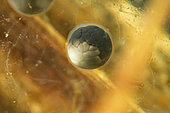 Grass frog (Rana dalmatina) spawn in a pond, city of Couffy, Loir et Cher, France