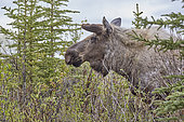 Alaskan moose (Alces alces gigas), Denali National Park, Alaska, USA