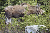 Old female Alaskan moose (Alces alces gigas) visiting an occupied campsite, campers are warned of the danger of aggressiveness by a protective mother, she allows her cub to become familiar with "frequentable" objects and places, Denali National Park, Alaska, USA
