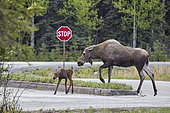 Old female Alaskan moose (Alces alces gigas) visiting an occupied campsite, campers are warned of the danger of aggressiveness by a protective mother, she allows her cub to become familiar with "frequentable" objects and places, Denali National Park, Alaska, USA