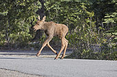 Alaskan moose (Alces alces gigas) fawn following an older female visiting an occupied campsite, campers are warned of the danger of aggression by a protective mother, she allows her cub to become familiar with "frequentable" objects and places, Denali National Park, Alaska, USA