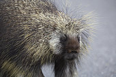 North American Porcupine (Erethizon dorsatum) on the ground, Denali National Park, Alaska, USA