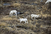 Dall Sheeps (Ovis dalli), Denali National Park, Alaska, USA