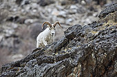 Dall Sheep (Ovis dalli), Denali National Park, Alaska, USA