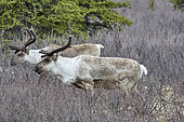Caribous (Rangifer tarandus), Denali National Park, Alaska, USA