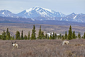 Caribous (Rangifer tarandus), Denali National Park, Alaska, USA