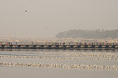 Kumbh Mela 2025: The Sacred Goes Viral. Views of the Sacred River with Floating Bridges and Pilgrims Passing by. The vast expanse of the sacred river during the Kumbh Mela, with its floating bridges, serves as a passage for countless pilgrims who cross over the holy waters to partake in the ritual of the sacred bath. The floating bridges are a remarkable engineering feat, providing access to the riverbanks for millions of devotees. As pilgrims walk along these temporary structures, they are joined by the tranquil flow of the river, creating a sense of unity between nature, spirituality, and human effort. The scene captures both the scale of the Kumbh Mela and the serene beauty of the river, where the journey of devotion unfolds in harmony with the natural surroundings. The sight of pilgrims walking across the bridges highlights the collective spiritual pursuit of purification and renewal.