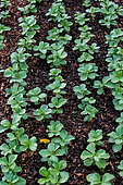 Faba bean (Vicia faba), row of plants, Sarthe France
