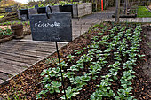 Faba bean (Vicia faba), row of plants, Sarthe France