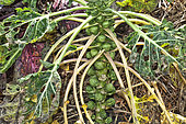 Brussels sprouts (Brassica oleracea gemmifera), on plant, Sarthe, France