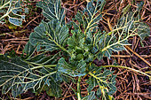 Cabbage leaves eaten by slugs or snails in the vegetable garden, Sarthe, France