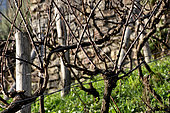 Vine before pruning, Sarthe, France