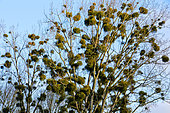 Mistletoe balls on a tree in winter. Mistletoe is harmful to trees, pumping sap from the tree until it runs out, Sarthe, France
