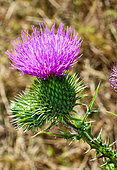 Thistle flower, Sarthe, France