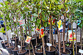Sale of potted fruit trees, Cité Plantagenet, Le Vieux Mans, Le Mans, Sarthe, France