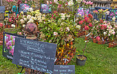 Hydrangea paniculata for sale in Cité Plantagenet, Le Vieux-Mans, Le Mans, Sarthe, France