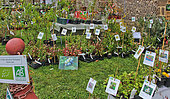 Sale of 'agriculture biologique' certified potted blueberries in the Plantagenet town, Le Vieux-Mans, Le Mans, France