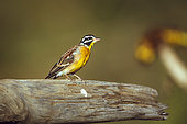 African Golden breasted Bunting (Emberiza flaviventris) standing on a log isolated in natural background in Greater Kruger National park, South Africa