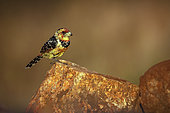 Crested Barbet (Trachyphonus vaillantii) standing on a rock with morning light in Greater Kruger National park, South Africa