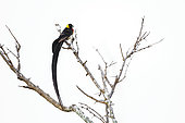 Eastern Paradise-Whydah (Vidua paradisaea) perched on a branch isoalted in white background in Greater Kruger National park, South Africa