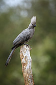 Grey go away bird (Corythaixoides concolor) standing on a log in Kruger National park, South Africa