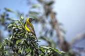 Lesser Masked Weaver (Ploceus intermedius) eclipse male standing on a shrub in Greater Kruger National park, South Africa