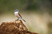 Red-backed Shrike (Lanius collurio) standing on a rock isolated in blur background in Greater Kruger National park, South Africa