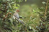 Red faced Mousebird (Urocolius indicus) standing on a green shrub in Greater Kruger National park, South Africa