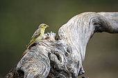Red headed weaver (Anaplectes rubriceps) female standing on a log in Greater Kruger National park, South Africa