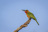 White fronted Bee eater (Merops bullockoides) eating dragonfly isolated in blue sky in Greater Kruger National park, South Africa