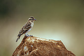 Yellow-throated Petronia (Gymnoris superciliaris) standing on a rock isolated in natural background in Greater Kruger National park, South Africa