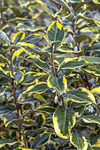 Elaeagnus (Elaeagnus x submacrophylla = Elaeagnus x ebbingei) 'Viveleg'