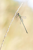 Green emerald damselfly (Chalcolestes viridis) resting on a stem, Gers, France