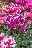 Cyclamen 'Winfall' mix