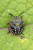 Southern green stink bug (Nezara viridula) 4th instar nymph, Gers, France