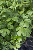 Parsley 'Italian Giant'