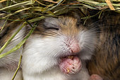 Roborovski hamster (Phodopus roborovskii) resting under the straw in its cage