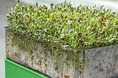 Alfalfa (Medicago sativa) shoots in a sprouter