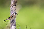 Goldfinch (Carduelis carduelis) on a branch, France