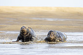 Grey seals (halichoerus grypus) moving along the beach in winter Côte d'Opale, Pas-de-Calais, France
