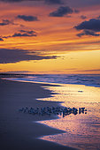 Sanderlings (Calidris alba) on the beach at sunset, Côte d'Opale, Pas-de-Calais, France