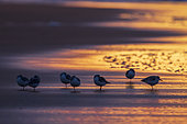 Sanderlings (Calidris alba) on the beach at sunset, Côte d'Opale, Pas-de-Calais, France