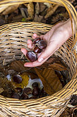 Harvesting chestnuts in a basket in the forest in autumn, Moselle, France