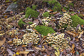 Honey mushrooms (Armillaria mellea) in undergrowth in autumn, Moselle, France