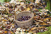 Harvesting chestnuts in a basket in the forest in autumn, Moselle, France